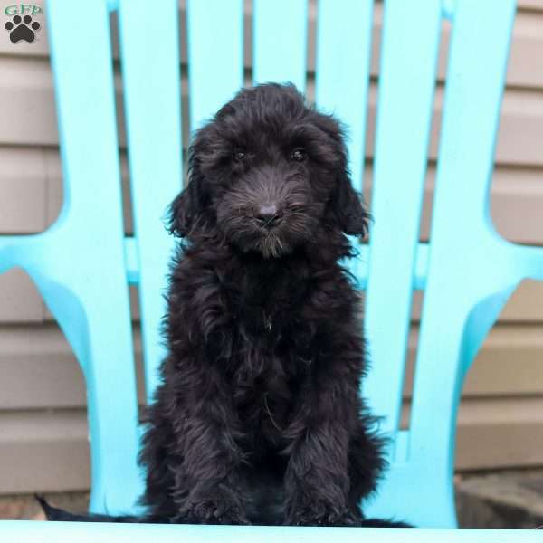 Jewel, Portuguese Water Dog Puppy